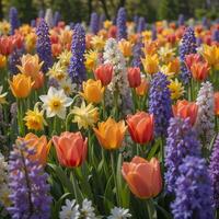 A field of colorful tulips and daffodils photo