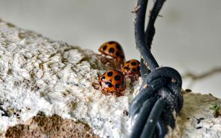 Group of Three Orange Ladybugs with Black Spots on a Textured Off-White Surface. photo
