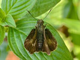 Detailed macro capture of a skipper butterfly, highlighting its intricate wings and fuzzy body texture photo