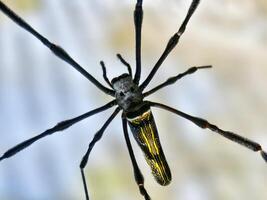 Macro shot of a golden orb weaver spider, showcasing its unique body patterns and intricate details photo