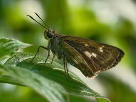 Detailed macro shot of a skipper butterfly, captured with a shallow depth of field for subject isolation. photo