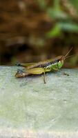 Close-up side view of a colorful grasshopper with prominent eyes, long antennae, and powerful jumping legs photo