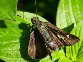 Detailed macro capture of a skipper butterfly, highlighting its intricate wings and fuzzy body texture. photo