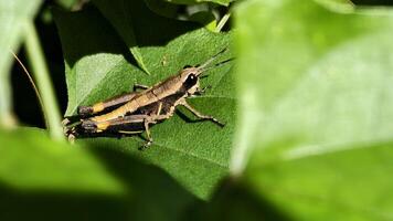 Detailed macro shot of a grasshopper on a leaf, highlighting its camouflage and natural habitat photo