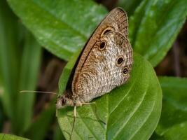 Detailed macro shot of a butterfly on a leaf, highlighting its intricate patterns and the natural environment photo