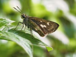 Detailed macro shot of a skipper butterfly, captured with a shallow depth of field for subject isolation photo
