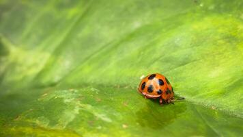 Close-up Macro Shot of an Orange Ladybug with Black Spots Perched on a Green Leaf photo