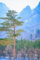 a lone tree in the snow photo