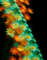 A bunch of flowers are shown in a black background photo