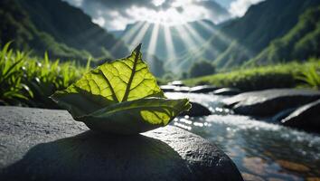 Leaf Boat on Rock by River in Mountain Valley Sunlight photo