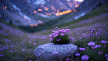 Purple Flowers Blooming on Rock in Mountain Meadow at Twilight photo