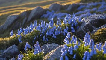 Blooming Bluebells with Rocks on Hillside During Warm Evening Light photo