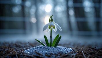 Snowdrop Flower Growing Through Cold Ground in Early Springtime Light photo