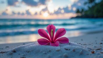 Pink Flower on Beach Sand at Sunrise with Ocean Background photo