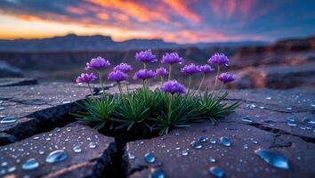 Purple Flowers Growing Through Rocky Terrain at Sunset with Water Droplets photo