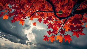 Red Autumn Leaves Against Dramatic Sky with Approaching Storm Clouds photo