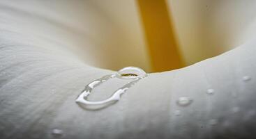 Macro Photography of Water Droplet on Calla Lily photo