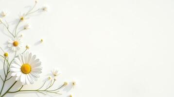 White daisies bloom gently against a serene, neutral backdrop. photo