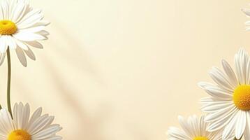 White daisies against a soft beige background. photo