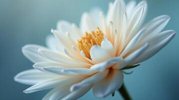 A radiant white flower stands centered against a serene, gradient backdrop. photo