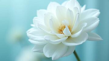 White, pristine flower against a serene, muted background. photo