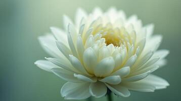 Delicate white flower with soft petals against a blurred background. photo