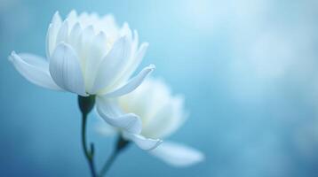 Two delicate white flowers bloom harmoniously against a serene blue backdrop. photo