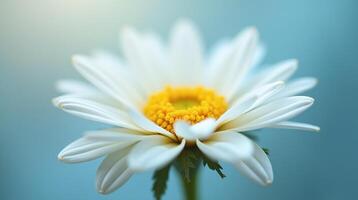 A pristine daisy radiates with sunlight's gentle touch. photo