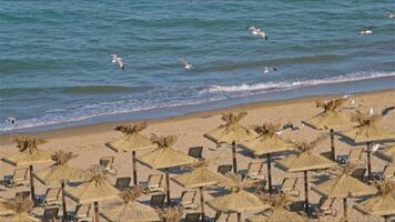 Umbrellas on Ocean Beach in Early Morning in Summer Footage. video