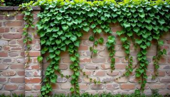 a draping ivy plant growing over a garden wall. photo