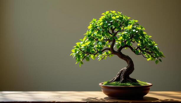 a bonsai ficus tree illuminated by soft lighting. photo