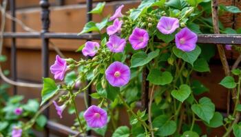 a morning glory vine curling around a trellis. photo