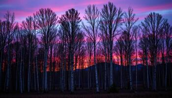 a twilight scene in a birch forest with purple sky hues. photo