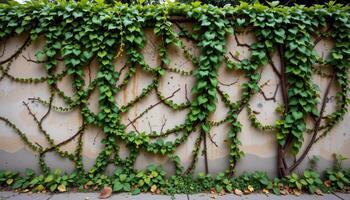 a wall completely overtaken by creeping vines. photo