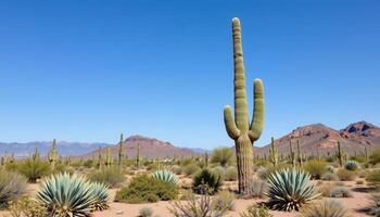 a desert landscape dotted with agave and yucca. photo