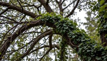 a tangled mass of vines hanging from a tree canopy. photo