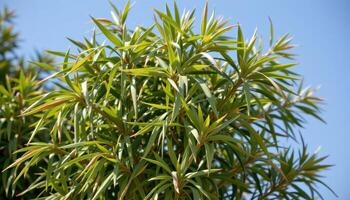 a cluster of bamboo stalks swaying gently in the wind. photo