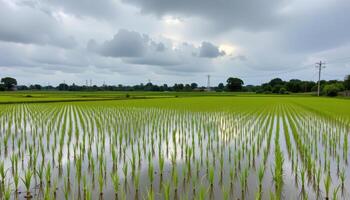 a paddy field reflecting the overcast sky. photo