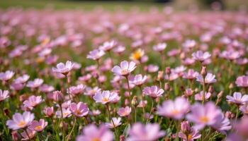 a subtle palette of dusty pink flowers in an open field. photo