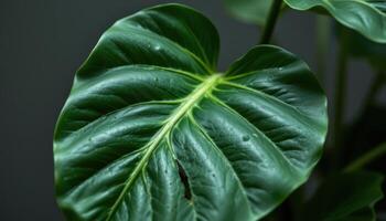 a minimalist still life of a single monstera leaf. photo