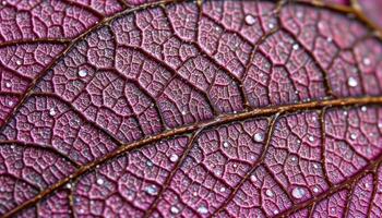 a macro view of a leaf's vein pattern. photo