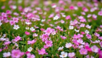 a pastel themed meadow with flowering phlox. photo