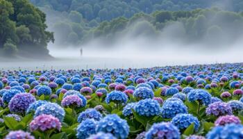 a wide field of blue hydrangeas under mist. photo