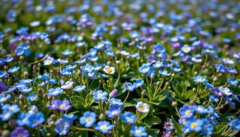 a dreamy landscape of blooming forget me nots. photo