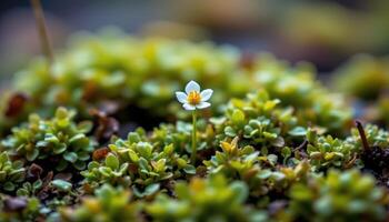 a macro image of a tiny flower growing in moss. photo