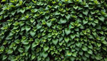 a wall of green formed by dense tropical foliage. photo