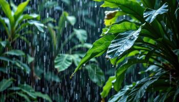 rain dripping from broad jungle leaves. photo