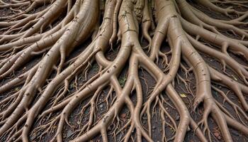 interlocking tree roots forming natural patterns. photo