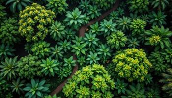 an overhead view of a jungle canopy after rain. photo