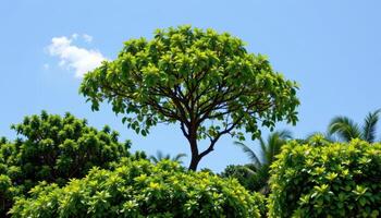 a lone tropical tree rising above the canopy. photo
